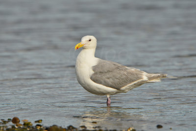Sequim WA 8-17-13 0939.JPG