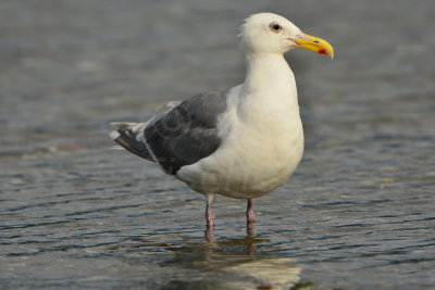 Sequim WA 8-17-13 0945.JPG