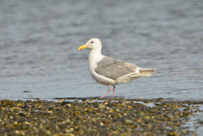 Sequim WA 8-17-13 0927.JPG