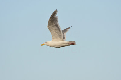 Sequim WA 8-17-13 0978.JPG