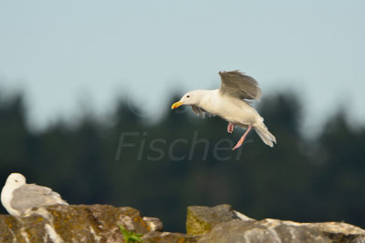 Sequim WA 8-17-13 0998.JPG
