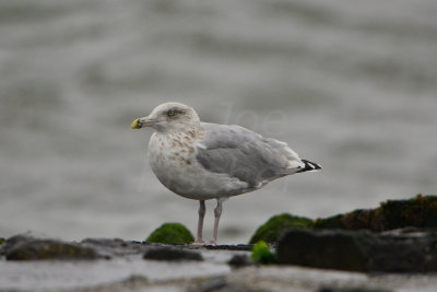 Texel NL 9-14-13 0019.JPG