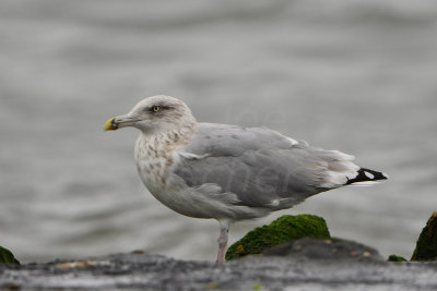 Texel NL 9-14-13 0029.JPG