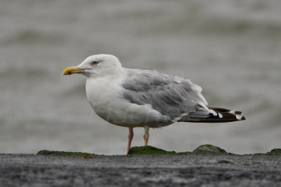 Texel NL 9-14-13 0044.JPG
