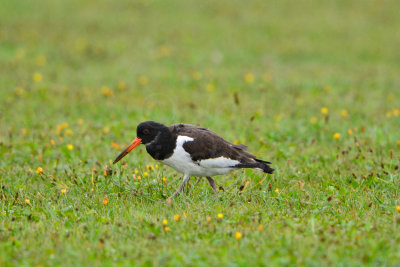 Texel NL 9-14-13 0038.JPG