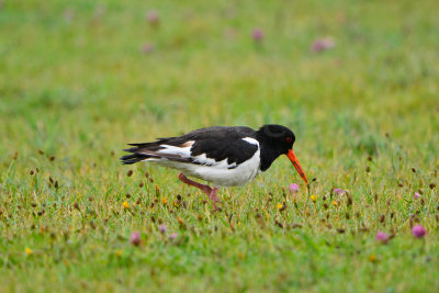 Texel NL 9-14-13 0048.JPG