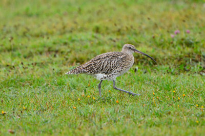 Texel NL 9-14-13 0056.JPG