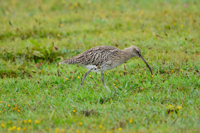 Texel NL 9-14-13 0065.JPG