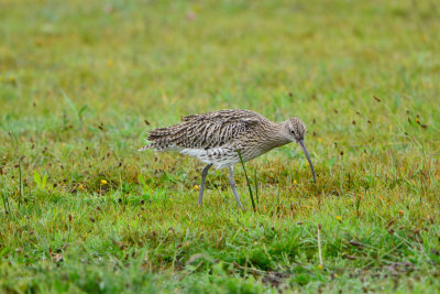 Texel NL 9-14-13 0087.JPG