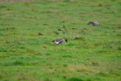 Texel NL 9-14-13 0151.JPG