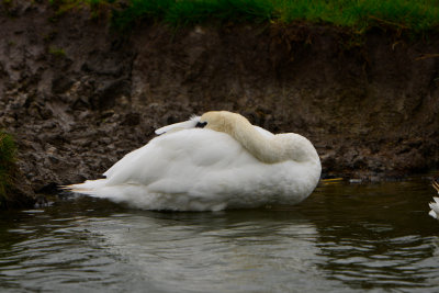 Texel NL 9-14-13 0165.JPG