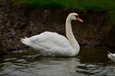 Texel NL 9-14-13 0171.JPG