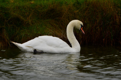 Texel NL 9-14-13 0180.JPG