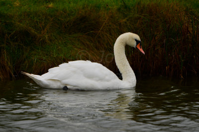 Texel NL 9-14-13 0183.JPG