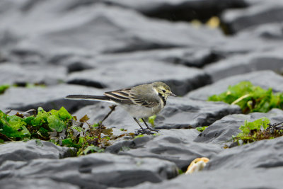 Texel NL 9-14-13 0205.JPG