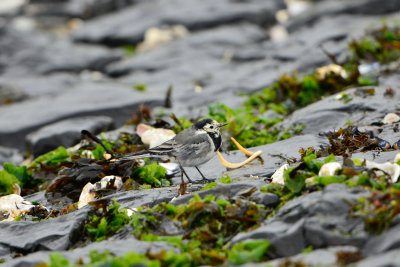 Texel NL 9-14-13 0215.JPG