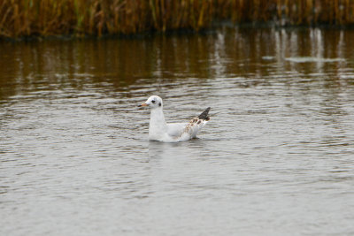 Texel NL 9-14-13 0248.JPG