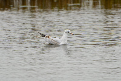 Texel NL 9-14-13 0250.JPG