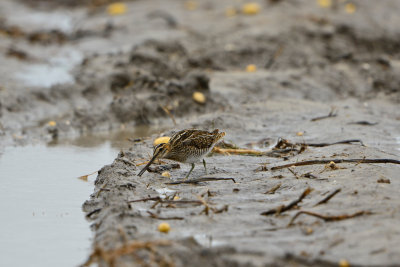 Texel NL 9-14-13 0342.JPG
