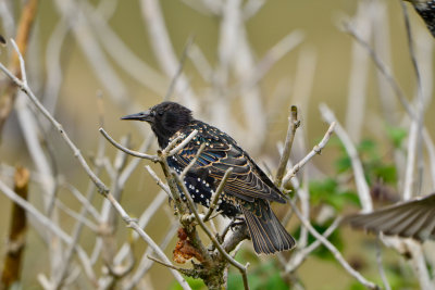 Texel NL 9-14-13 0360.JPG