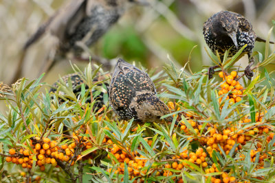 Texel NL 9-14-13 0361.JPG