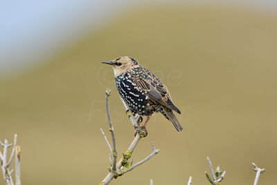 Texel NL 9-14-13 0365.JPG