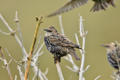 Texel NL 9-14-13 0367.JPG