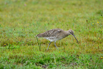 Texel NL 9-14-13 0089.JPG