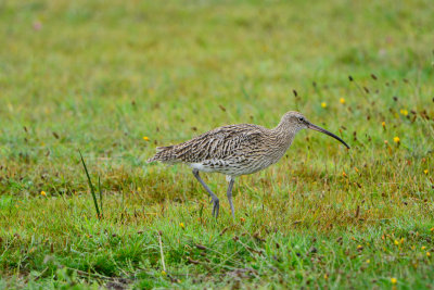 Texel NL 9-14-13 0092.JPG