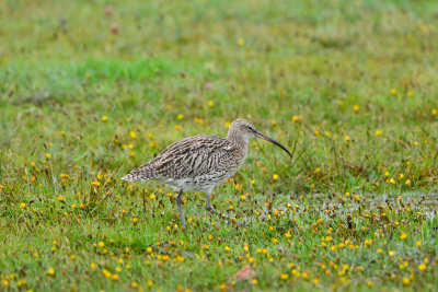 Texel NL 9-14-13 0095.JPG