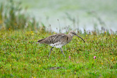 Texel NL 9-14-13 0099.JPG