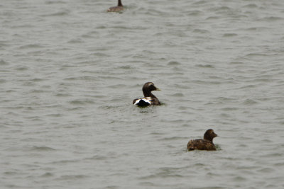 Texel NL 9-14-13 0269.JPG