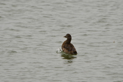 Texel NL 9-14-13 0273.JPG