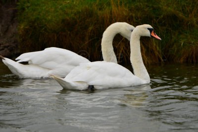Texel NL 9-14-13 0184.JPG