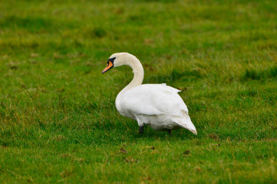Texel NL 9-14-13 0288.JPG