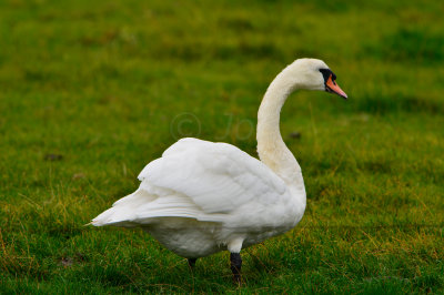 Texel NL 9-14-13 0299.JPG