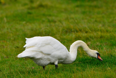 Texel NL 9-14-13 0304.JPG