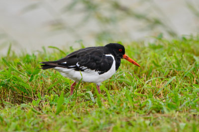 Texel NL 9-14-13 0317.JPG
