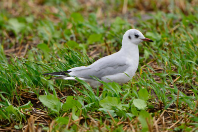 Texel NL 9-14-13 0351.JPG