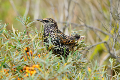 Texel NL 9-14-13 0373.JPG