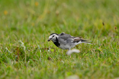 Texel NL 9-14-13 0567.JPG