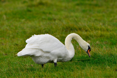 Texel NL 9-14-13 0307.JPG