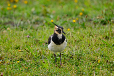 Texel NL 9-14-13 0601.JPG