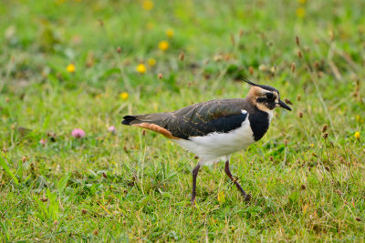 Texel NL 9-14-13 0606.JPG