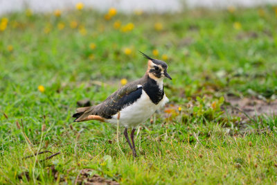Texel NL 9-14-13 0618.JPG