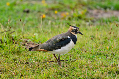 Texel NL 9-14-13 0622.JPG