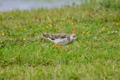 Texel NL 9-14-13 0635.JPG