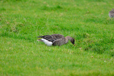 Texel NL 9-14-13 0683.JPG