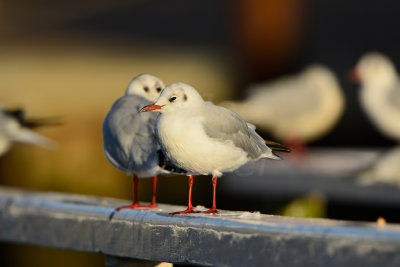 Texel NL 9-15-13 0755.JPG