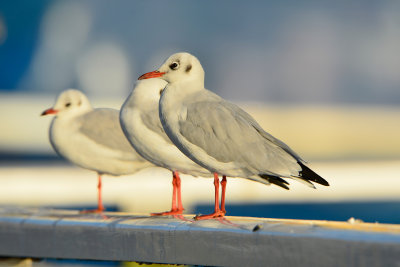 Texel NL 9-15-13 0757.JPG